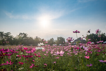 sunset over the cosmos flower field.
