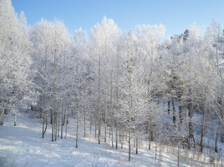 Aerial photo of birch forest in winter season. Drone shot of trees covered with hoarfrost and snow.