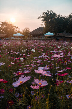 sunset over the cosmos flower field.