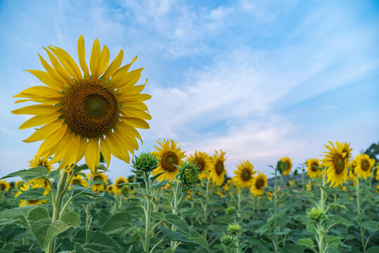 sunflowers in the field