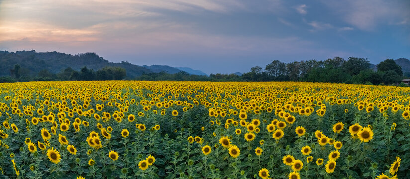 The sunflowers field in the evening in Thailand.