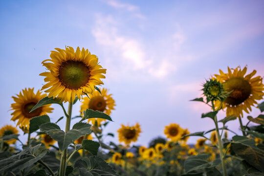 Sunflower field in the winter, Thailand.