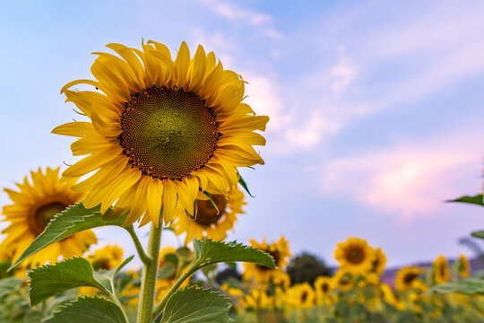 Sunflower field in the winter, Thailand.