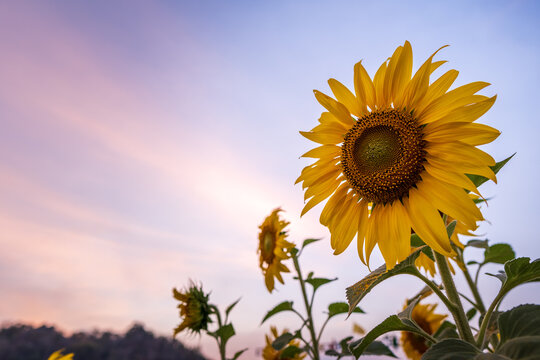 Sunflower field in the winter, Thailand.