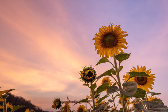 Sunflower field in the winter, Thailand.