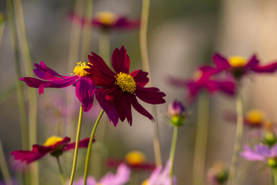 Red cosmos flowers in winter seasoning.