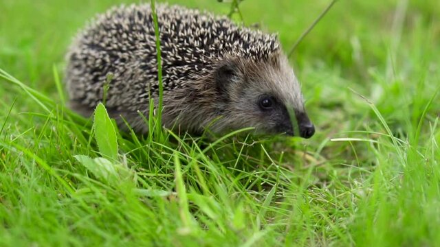 The hedgehog runs around in the grass. A wild animal in a green lawn is on the loose. High quality FullHD footage