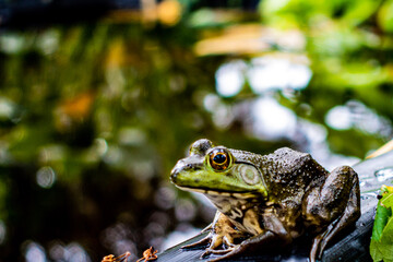 frog in the pond