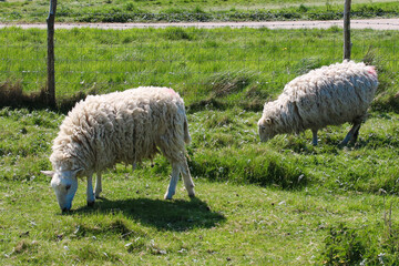 Obraz premium Sheeps in green grass background