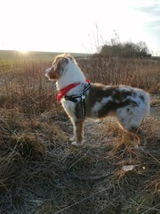 jack russell terrier