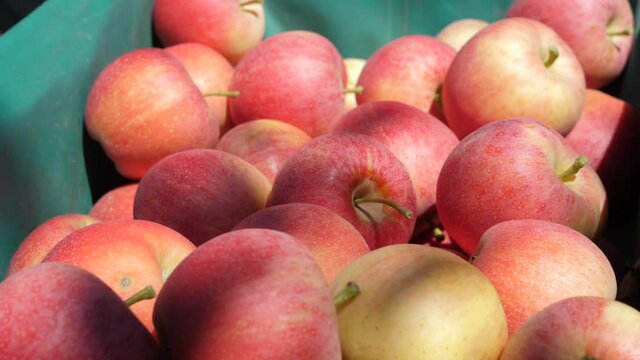 putting apples in the apple basket