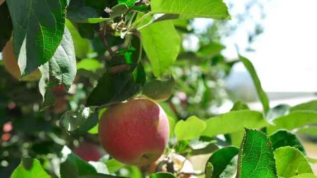woman plucking apple from tree