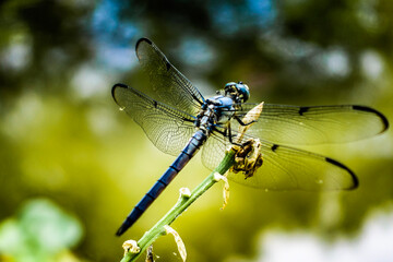 dragonfly on a branch