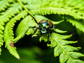 bug on a leaf