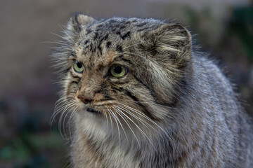 Obraz na płótnie Canvas 小さい野生ネコのマヌルネコの凜々しい顔立ち
