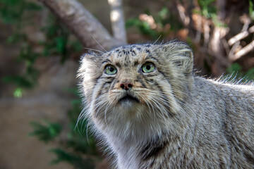 Obraz na płótnie Canvas 小さい野生ネコのマヌルネコの凜々しい顔立ち