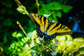 Swallowtail
