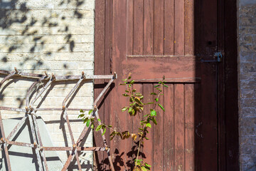 Rusty door and a broken fence next to a plant