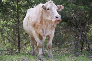 A cow watching humans while eating
