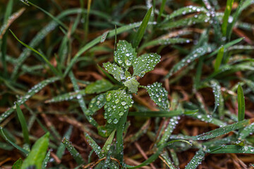 Dew on the leaves after the rain