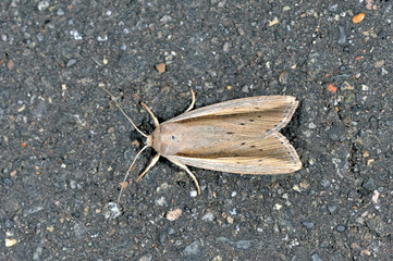 ナカスジキヨトウ（北海道・鶴居村）
