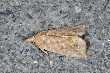 ハイイロオオエグリバ（長野県・松本市）
