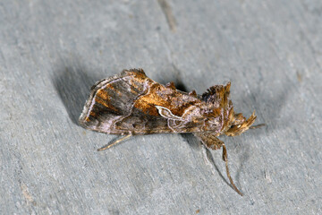 マダラキンウワバ（北海道・層雲峡）
