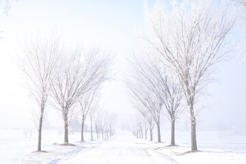 Centered path road tree lined in the winter frost.