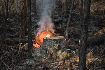 Controlled fire in the swamp