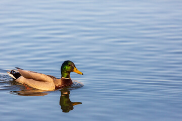 Male mallard Duck paddles his way across Canadian waters.