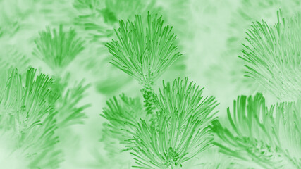 Light green abstract background with pine tassels pattern, panorama