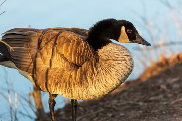 Close up of a Canada goose (Branta canadensis) with ruffled feathers