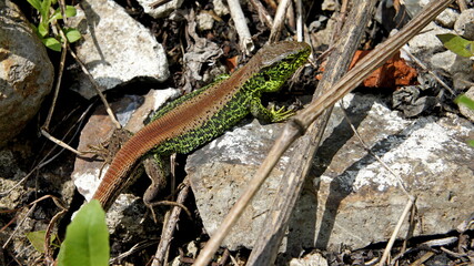 bright male agile lizard in the spring mating season among rocks and plants