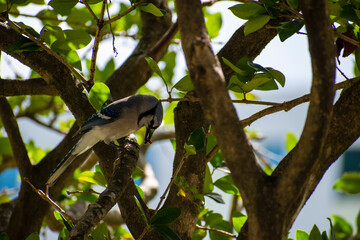 shoot of a bird finally got his food