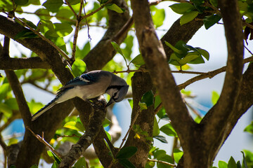 bird bird locating its food on the tree branch