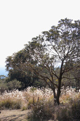 入来八重山山頂の秋の風景
