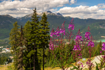 Pink and purple Fireweed  flowers in Whistler, British Columbia, Canada during a sunny summer day