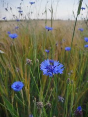 flowers in the mountains