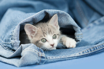 Gray and white tabby kitten inside a pocket on back of a pair of blue denim jeans. 