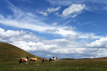 Fototapeta premium Conserving Mongolia's grasslands is critical to the nation's future and way of life