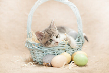 Fototapeta na wymiar Gray and white Kitten with easter eggs in light blue easter basket burlap background.