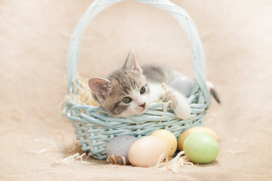 Gray and white Kitten with easter eggs in light blue easter basket burlap background.