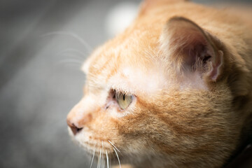 Ginger lonely cat lying down on the floor.