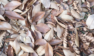 Dry leaves on the floor in autumn seasons, top view image.