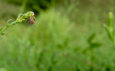 Orb weaver spider hanging on edge of web.