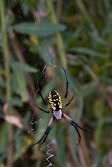 Female Black and Yellow Garden Spider hanging upside down in web