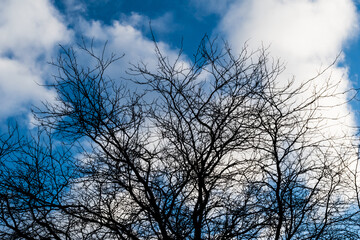 Fototapeta na wymiar Tree silhouette with blue skies and clouds