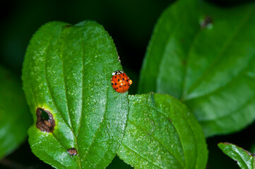  Multicolored Asian lady Beetle with water droplets on green plant