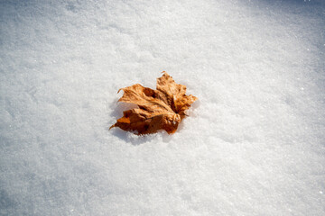 Dead Leaf On The Snow