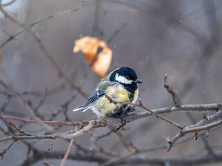 Cute bird Great tit, songbird sitting on a branch without leaves in the autumn or winter.